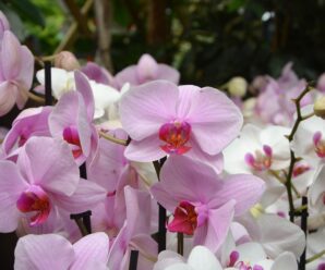 orkide anlamları