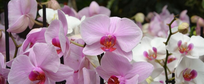 orkide anlamları