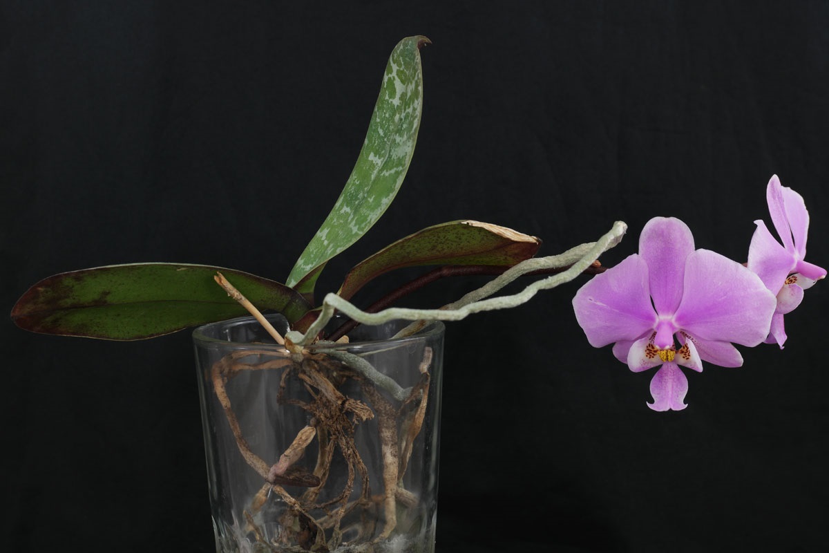 Phalaenopsis orkide 