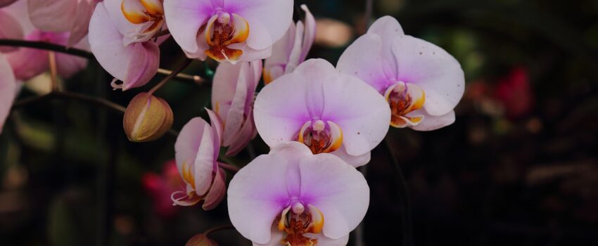 orkide ççiçeği dökülmesi