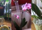 orkide çiçeği neden dökülür
