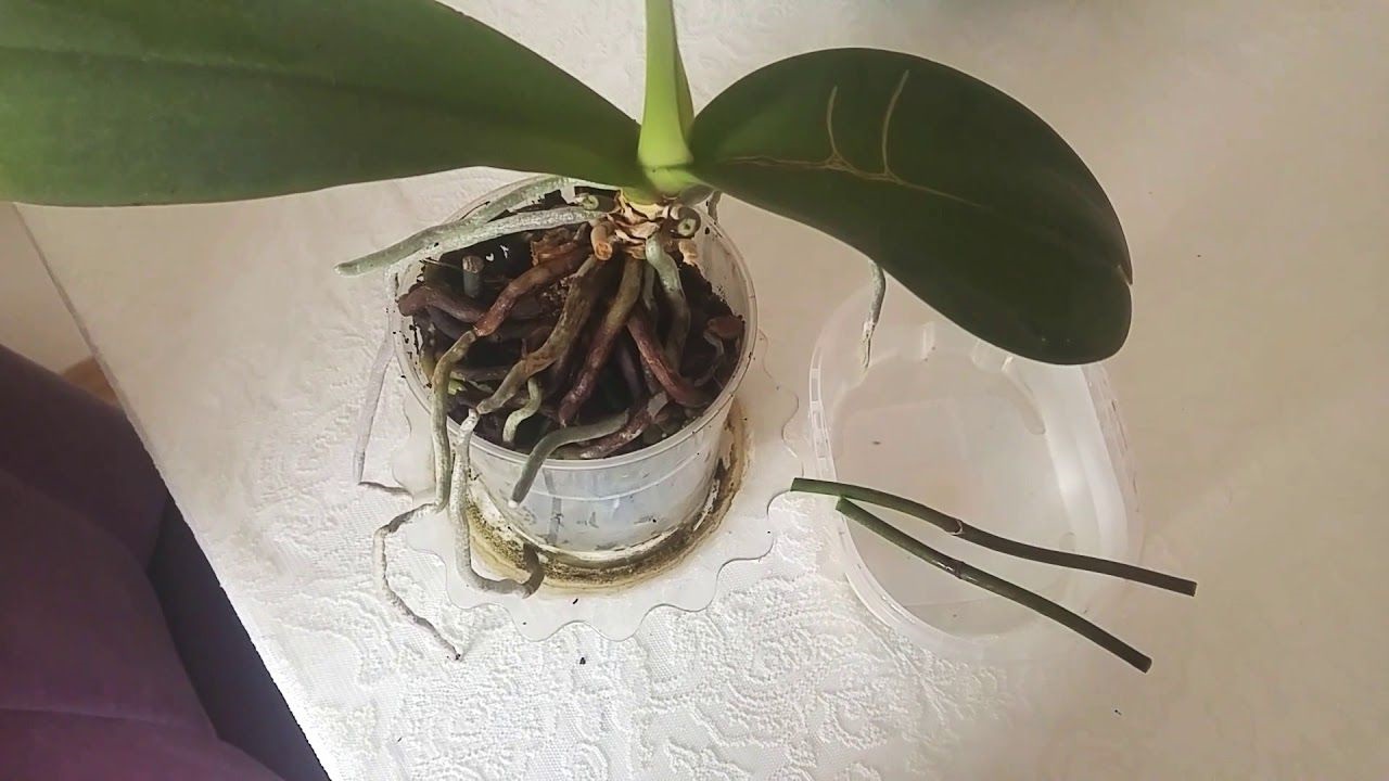 orkide çiçek sapı nasıl çıkar 