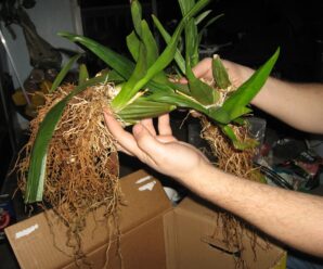 orkide köklendirme nasıl yapılır