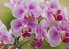 orkide nasıl çiçek açar