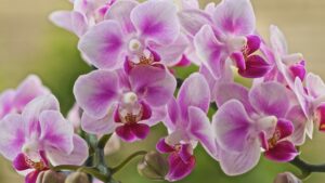 orkide nasıl çiçek açar