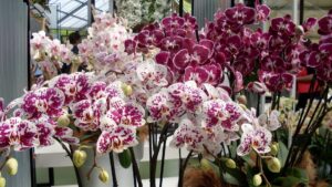 Orkide nasıl çiçek açtırılır