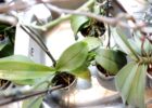 orkide çoğaltma