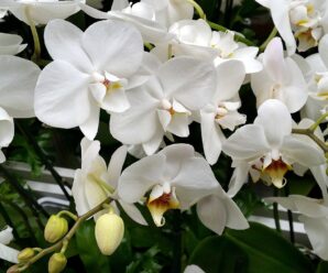Orkide türleri