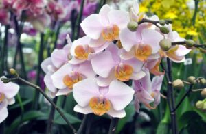 orkide türü