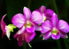 orkide fiyatları hakkında