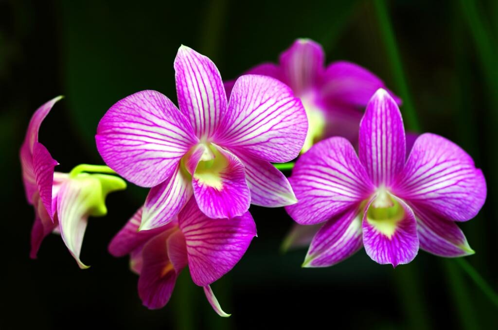 orkide fiyatları hakkında